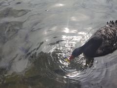 -五缘湾湿地公园