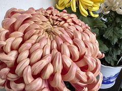 -杭州植物园