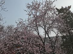 -桃花堤公园