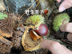 -老山国家森林公园