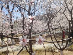 -桃花堤公园
