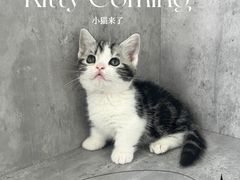 -小猫来了·猫舍(红山六九七九店)