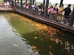 -枫香湖儿童公园