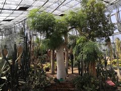 -北京植物园-展览温室