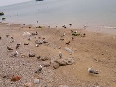-海驴岛(荣成市)