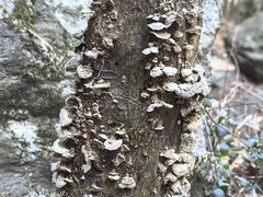 -藏龙百瀑风景区