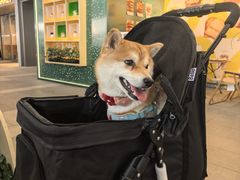 -MARSMART PETS火星宠物超市(1733店)