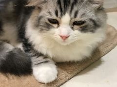 -飞行喵MR PILOT|猫舍·猫咖(静安大融城店)
