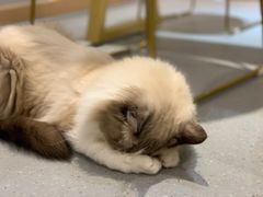 -飞行喵MR PILOT|猫舍·猫咖(静安大融城店)