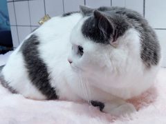 -十年猫舍·猫咪专门店(普陀店)