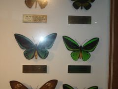 -上海昆虫博物馆