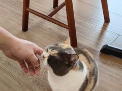 -有猫主题·治愈系猫咖(曾厝垵店)