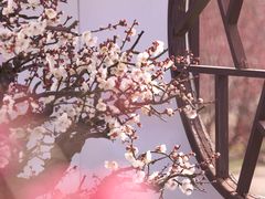 -香雪海