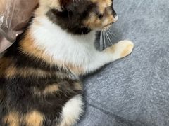 -嘉馨宠物医院·CT影像转诊·心脏科·犬猫全科诊疗中心(下沙大学城院区)