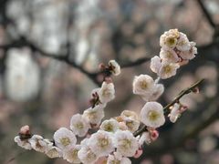 -顾村公园