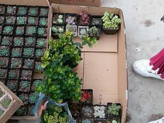 -龙大花卉苗木市场