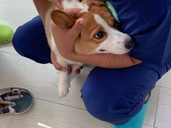 -喜多萌中农锦绣动物医院24H·猫科·牙科MRI·CT
