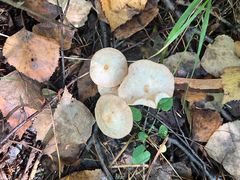 -峡谷浮石林景区