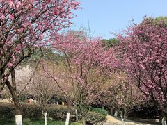 -南山植物园