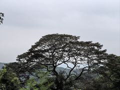 -黄埔油麻山森林公园