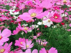 -天适樱花悠乐园