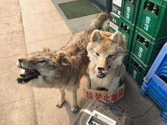 -华洋狼诱惑酱骨头(白塔堡店)