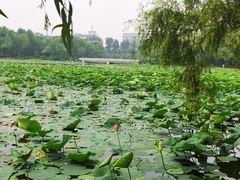 -长春市南湖公园