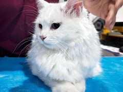 -伟伟宠物医院·CT影像中心·瑞派犬猫综合性门诊(汉口总院)