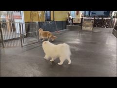 -宠物之家Pets Home 宠物寄养酒店