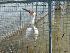 -盐城丹顶鹤湿地生态旅游区