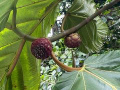 -墨尔本皇家植物园