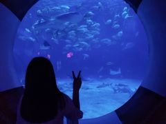 -烟台海昌鲸鲨海洋公园