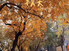 -三里屯东五街银杏大道
