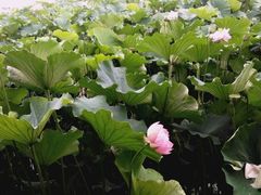 -荷塘月色湿地公园·向阳花洲