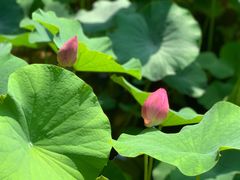 -陈家山荷花公园