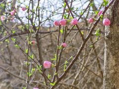 -白水寺森林公园