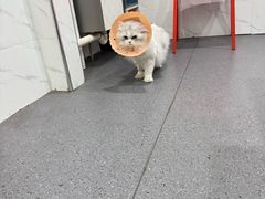 -伟伟宠物医院·CT影像中心·瑞派犬猫综合性门诊(汉口总院)