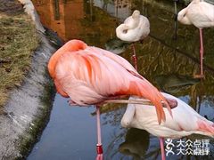 -灵玲国际马戏城