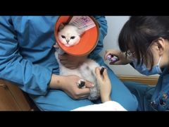 -pd派德宠物中心医院24H急重症·眼科中心·血液透析中心(嵩山北路店)