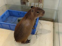 -怪兽屋·羊驼·猫咖·狗咖(俊华广场店)