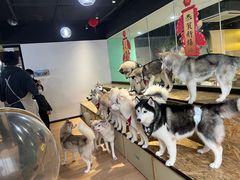 -Husky Go! 哈士奇体验馆·宠物咖啡厅狗咖