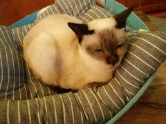 -李小姐の猫咖啡馆(五角场店)