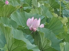 -南翔镇银翔湖公园