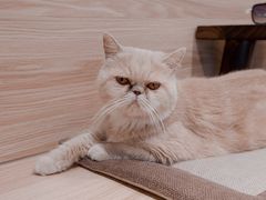 招牌加菲猫～-Double cafe