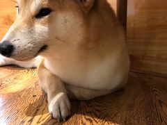 -柴务处·柴犬主题狗咖