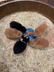 -Zoolung Zoolung动物主题公园(海信广场店)