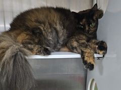 -安安宠医宠物医院·异宠·犬猫内科(岳阳分院)