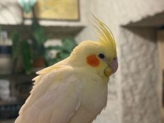 -吉丁鸟咖·异宠·寄养