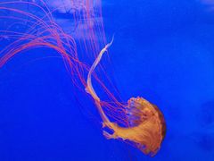 -上海海洋水族馆