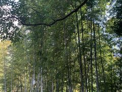 -塔川景区